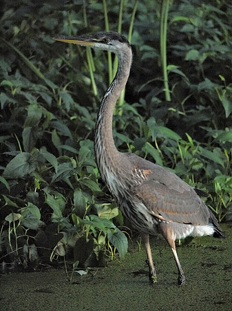 Great Blue Heron, Turtle Pond