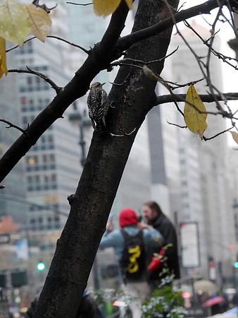Sapsucker and street, St. Bartholomew's Church