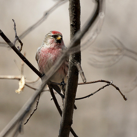 Common Redpoll, Central Park