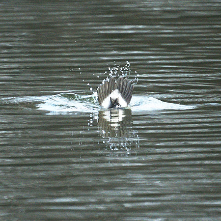 Tail