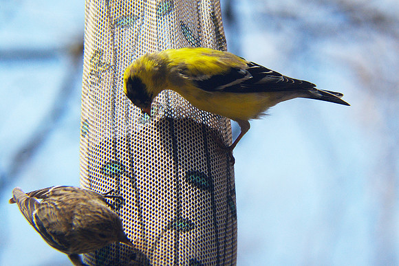 goldfinch feeding