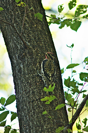 Yellow-Bellied Sapsucker