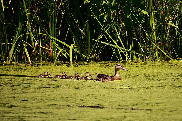 Duck and ducklings, Turtle Pond