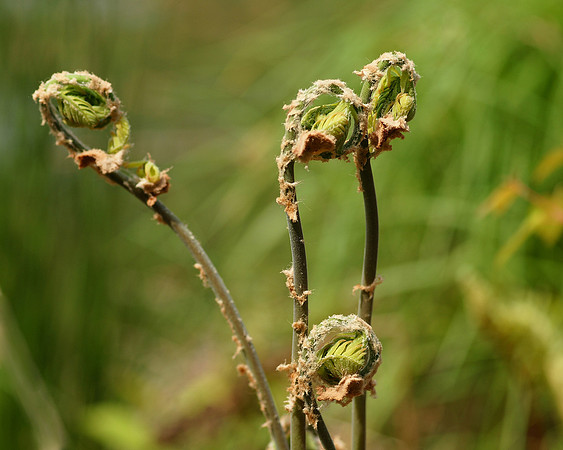 Ferns, Brooklyn Botanic Garden