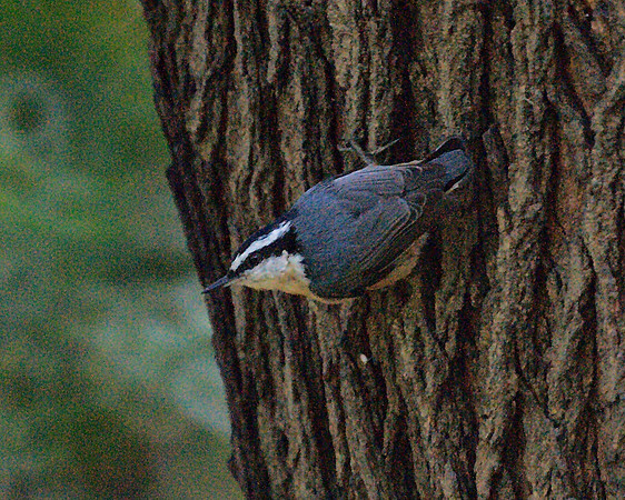 Red-Breasted Nuthatch, Central Park
