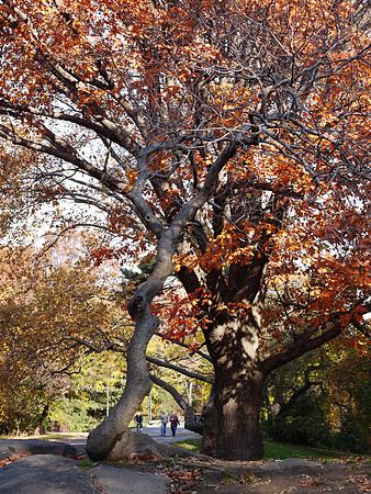 Central Park, Autumn