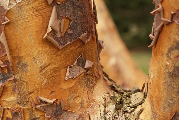 paperbark maple
