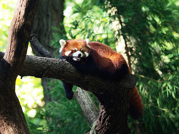 nap time?