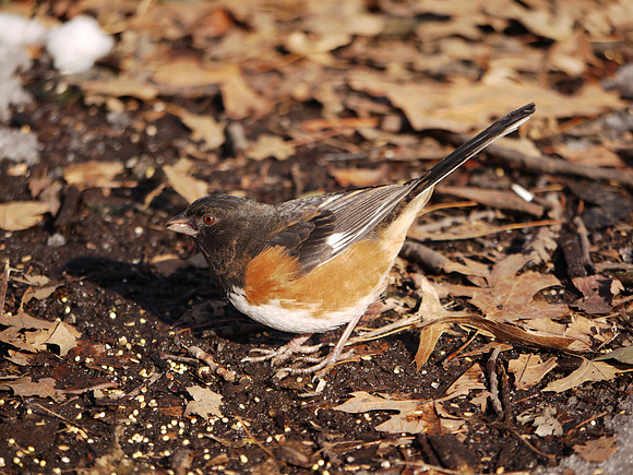 Rufous-sided Towhee, Central Park