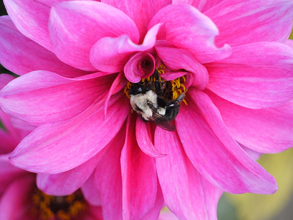bzzz zzz
