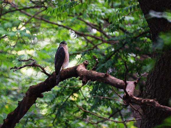 Cooper's Hawk, Central Park