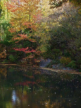 Trees and Reflections