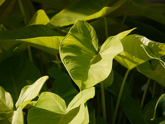 Leaves, East Hampton NY