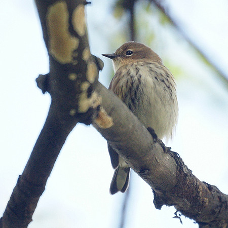 Yellow-Rumped Warbler, Central Park