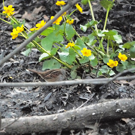 Swamp Sparrow, Central Park