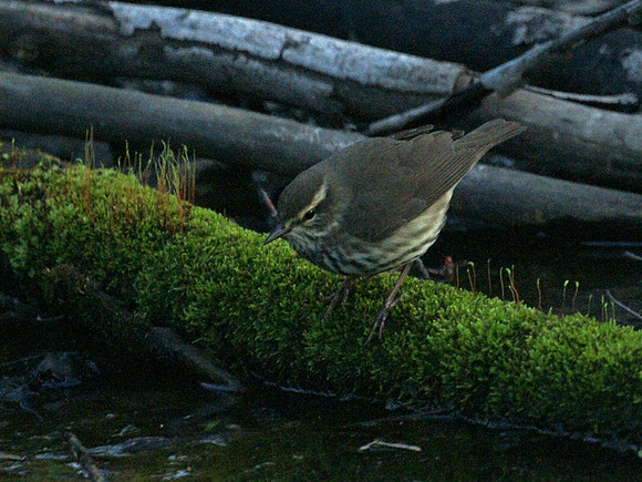 Northern Waterthrush