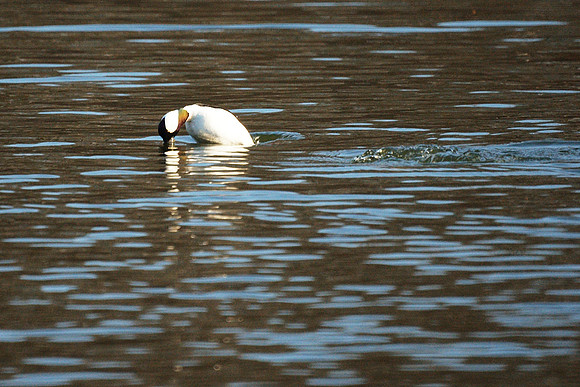 Last of the diving Buffleheads