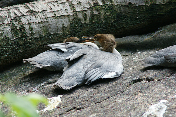 Mergansers, Central Park Zoo