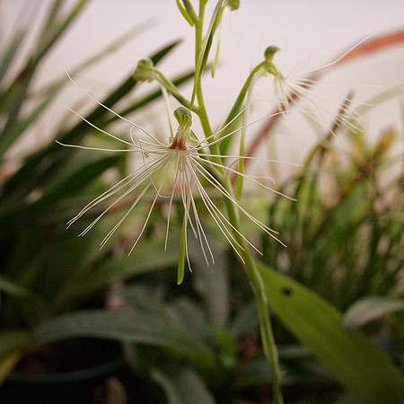 Habenaria medusa