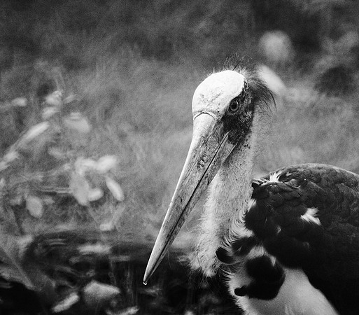 Lesser Adjutant Stork