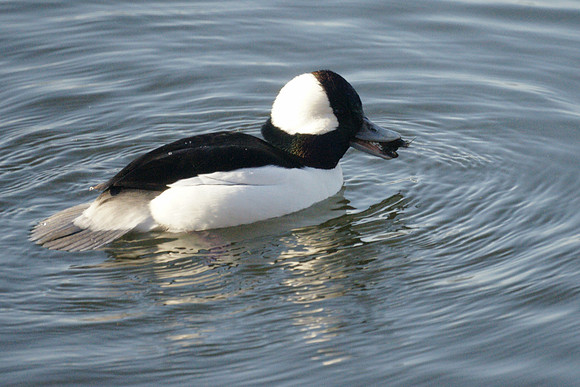 Bufflehead and prey, Central Park Reservoir