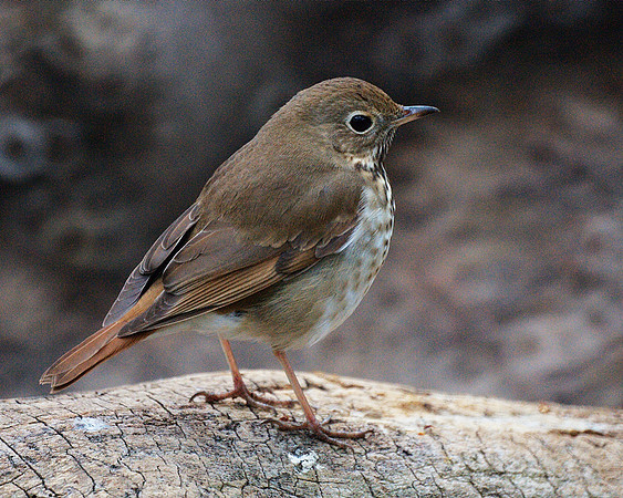 fat little thrush