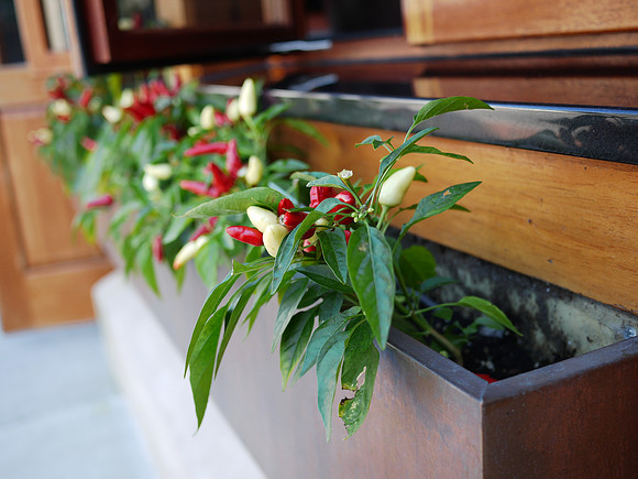 Flowerbox chilis