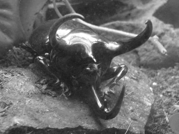 Atlas Beetle