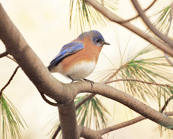 Eastern Bluebird, Central Park