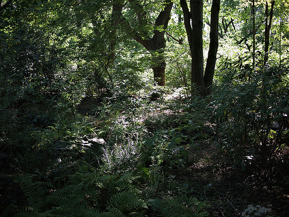 Central Park