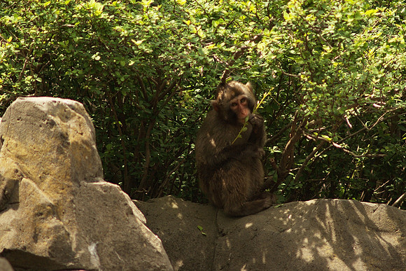 monkey snacking