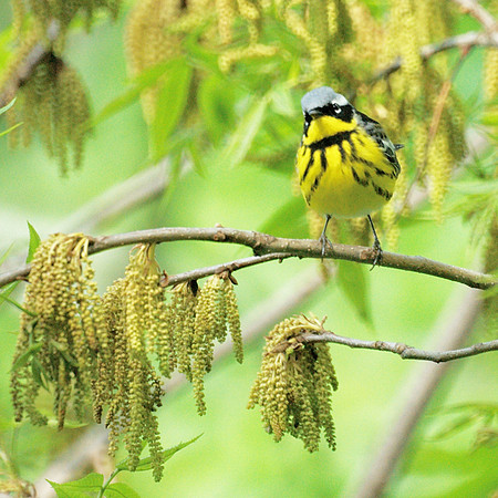Magnolia Warbler, Central Park