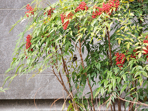 Rufous Hummingbird, outside the Planetarium