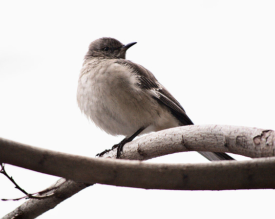 Mockingbird, West 81st Street