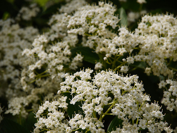 Conservancy Garden, Central Park