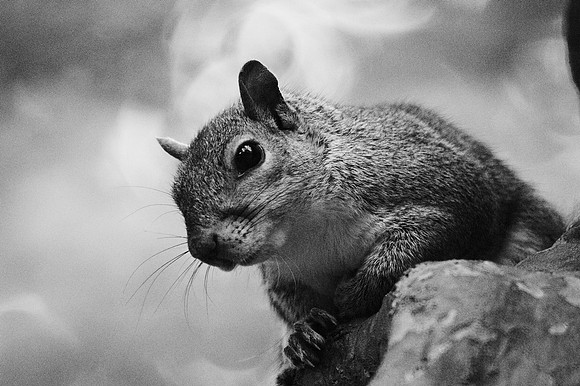 Squirrel
