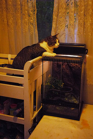 Tiger and the lizard tank