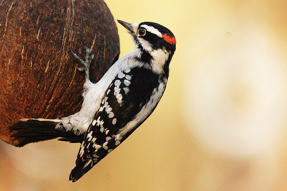 Downy Woodpecker