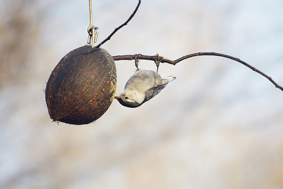 Tufted Titmouse, Central Park