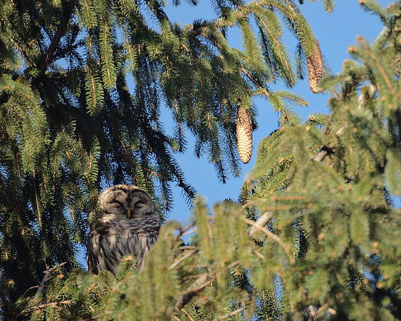 Barred Owl and pinecones, Central Park