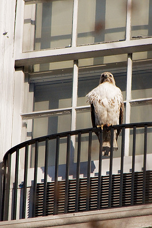 Red-Tailed Hawk, Fifth Avenue