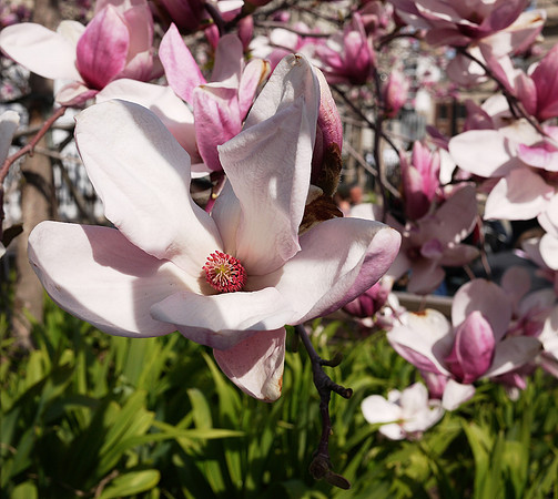Magnolia blossoms, Union Square Park