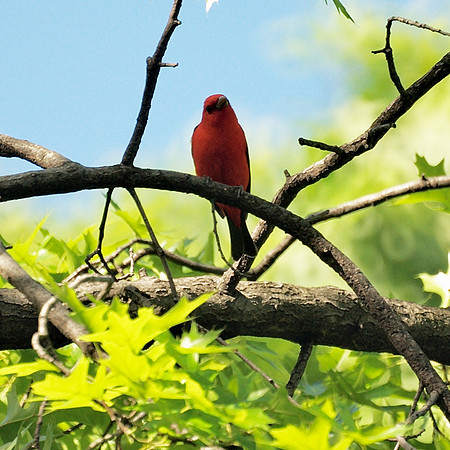 Scarlet Tanager, Central Park