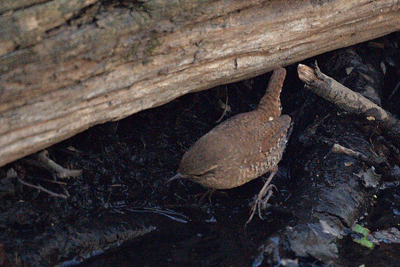 Winter Wren, Central Park