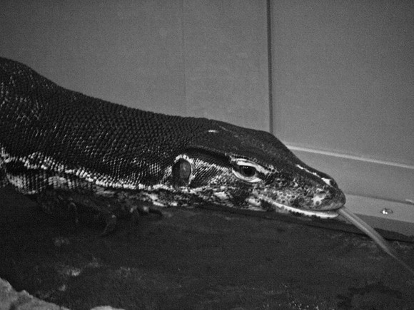 Water monitor, American Museum of Natural History