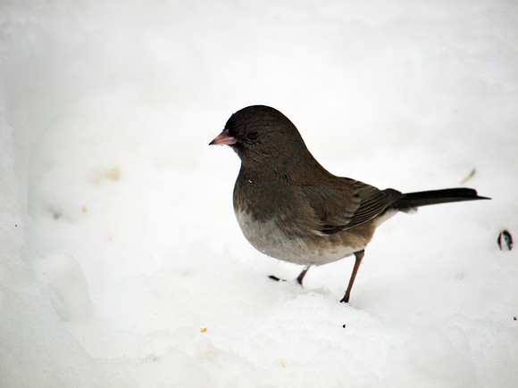 Junco, Central Park