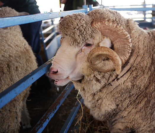 Prize Sheep