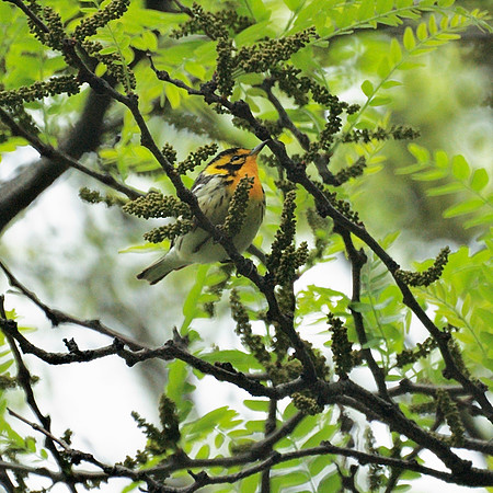 Blackburnian Warbler, Central Park