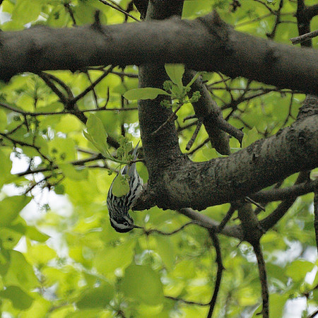Black and White Warbler, Central Park