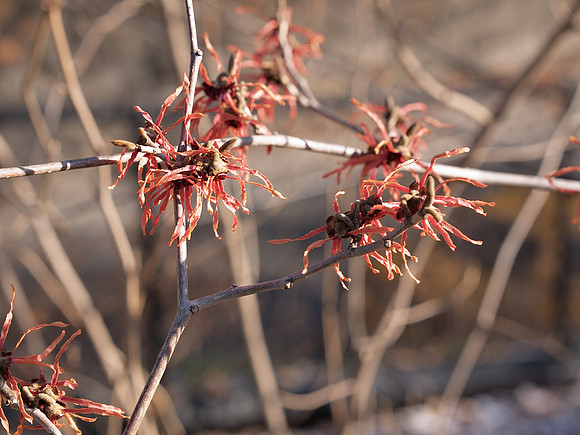 Witch Hazel, Central Park